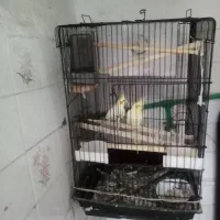 عروس هلندی|پرنده|اشنویه, |دیوار