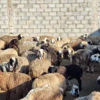 فروش میش بختیاری درجه یک|حیوانات مزرعه|شیراز, درکی|دیوار