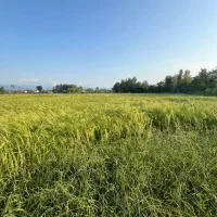 800مترتلارخانه ومحوطه2000مترشالی چسبیده بهم/آناملک|فروش زمین و ملک کلنگی|رشت, شهرک آیت الله منتظری|دیوار