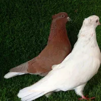 کبوتر یکجا