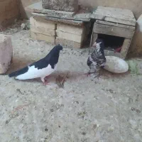 یک ماده چپ دمی ویک خوش رنگ دمی با گل سرخ نر