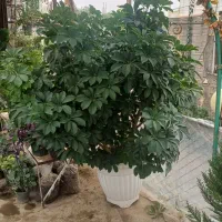 گل (گیاه) شفلرا غول پیکر با گلدان سفید بزرگ