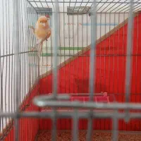 قناری نر موزاییکی