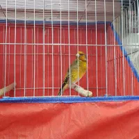 سهره قناری دهن لر ایوب رحمتی