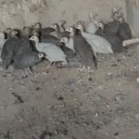 جوجه مرغ شاخدار