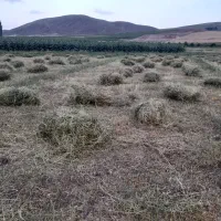 شنبلیله خوب و با کیفیت