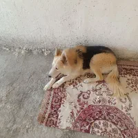 سگ ژرمن|سگ|قزوین, |دیوار