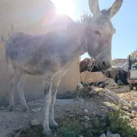 الاغ چهار ساله سواری