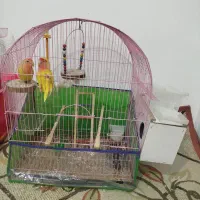 دوعدد کوتوله برزیلی|پرنده|بجنورد, |دیوار