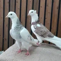 کفتر مایه پرشی ابلغ|پرنده|قم, سربخش|دیوار