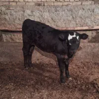 گاو شیری شکم اول با گوساله|حیوانات مزرعه|فریدونشهر, |دیوار