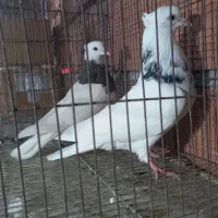 کبوتر رنگی|پرنده|گنبد کاووس, |دیوار