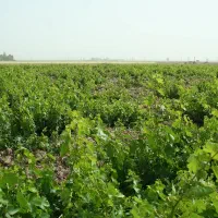 باغ انگور جهت تیران کرون روستای قهریزجان