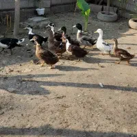 فروش اردک محلی