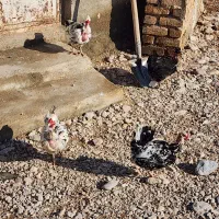 گلین گردن لخت|حیوانات مزرعه|شیروان (خراسان), |دیوار