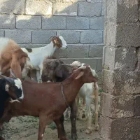 کهره نر و بز|حیوانات مزرعه|بندر دیر, |دیوار