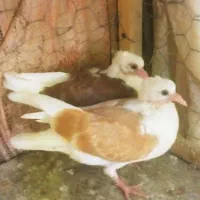کبوتر جوجه جوانه خوراک پرش