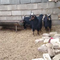 بزغاله شیری بره|حیوانات مزرعه|نجفآباد, حومه نجف آباد|دیوار