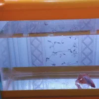 آکواریوم تعدا محدود همراه با ماهی|ماهی|آبادان, |دیوار