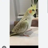 عروس هلندی گم شده