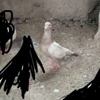 کبوتر|پرنده|زهک, |دیوار