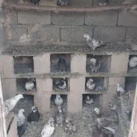 کبوتر برای فروش کل مجموعه|پرنده|خوی, |دیوار