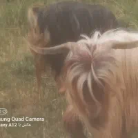 حیوانات مزرعه