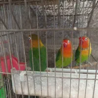 عروس و طوطی|پرنده|کازرون, |دیوار