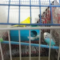 دوعد مرغ عشق زیبا نروماده جفت ۴۵۰|پرنده|برخوار, |دیوار