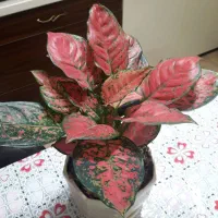 انواع گل های آپارتمانی و گلخانه ای|گل و گیاه طبیعی|لاهیجان, بازکیاگوراب|دیوار