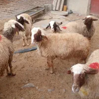 گوسفند|حیوانات مزرعه|کرمانشاه, |دیوار