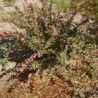 فروش فوری باغ بایک ساعت اب درخوسف|فروش دفتر صنعتی، کشاورزی، تجاری|خوسف, |دیوار