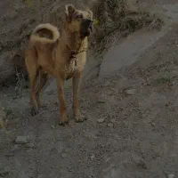 سگ گمشده|حیوانات|خواجه, |دیوار