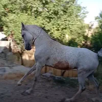 اسب مادیون کرد