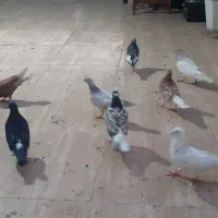 فروش کبوتر