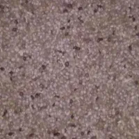 کاه لوبیا چیتی کاه|لوازم جانبی حیوانات|لاران, |دیوار