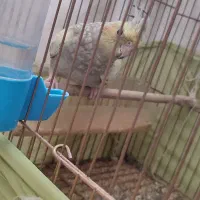 3 عدد عروس هلندی دو ماهه