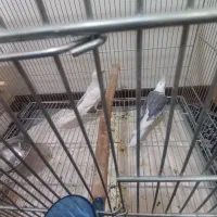 مولد عروس هلندی ماده البینو نر ابلغ البینو