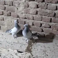 کبوتر|پرنده|تبریز, |دیوار