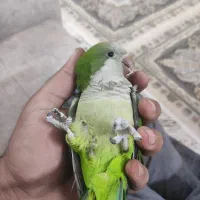 راهب 10ماهه