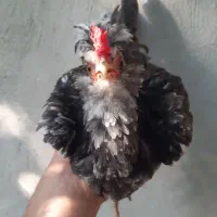 نیمچه خروس گلین ۳ماه نیم