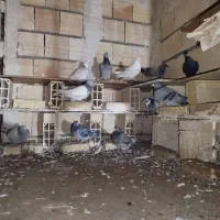 کفتر بوم ب ضمانت پرش