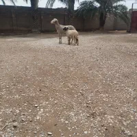 گوسفند مطفل