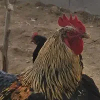 خروس|حیوانات مزرعه|گلپایگان, |دیوار