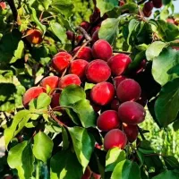 انواع نهال‌های ممتاز و اعلا