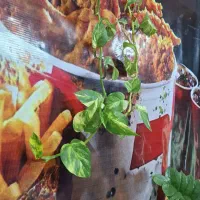 نیروکار خانم برای فست فودی