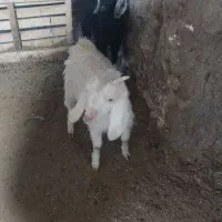 بزغاله ماده