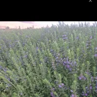 سلام بادرنجبویه عطردارومرغوب مخصوص عرق گیری|خوردنی و آشامیدنی|تهران, تهران‌ویلا|دیوار