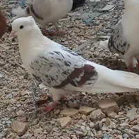 کبوتر پلنگ