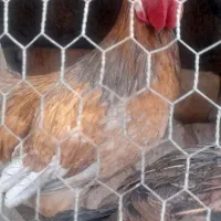 خروس رسمی جوان یک ساله به فروش میرسد